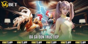 Đá Gà Đòn Trực Tiếp